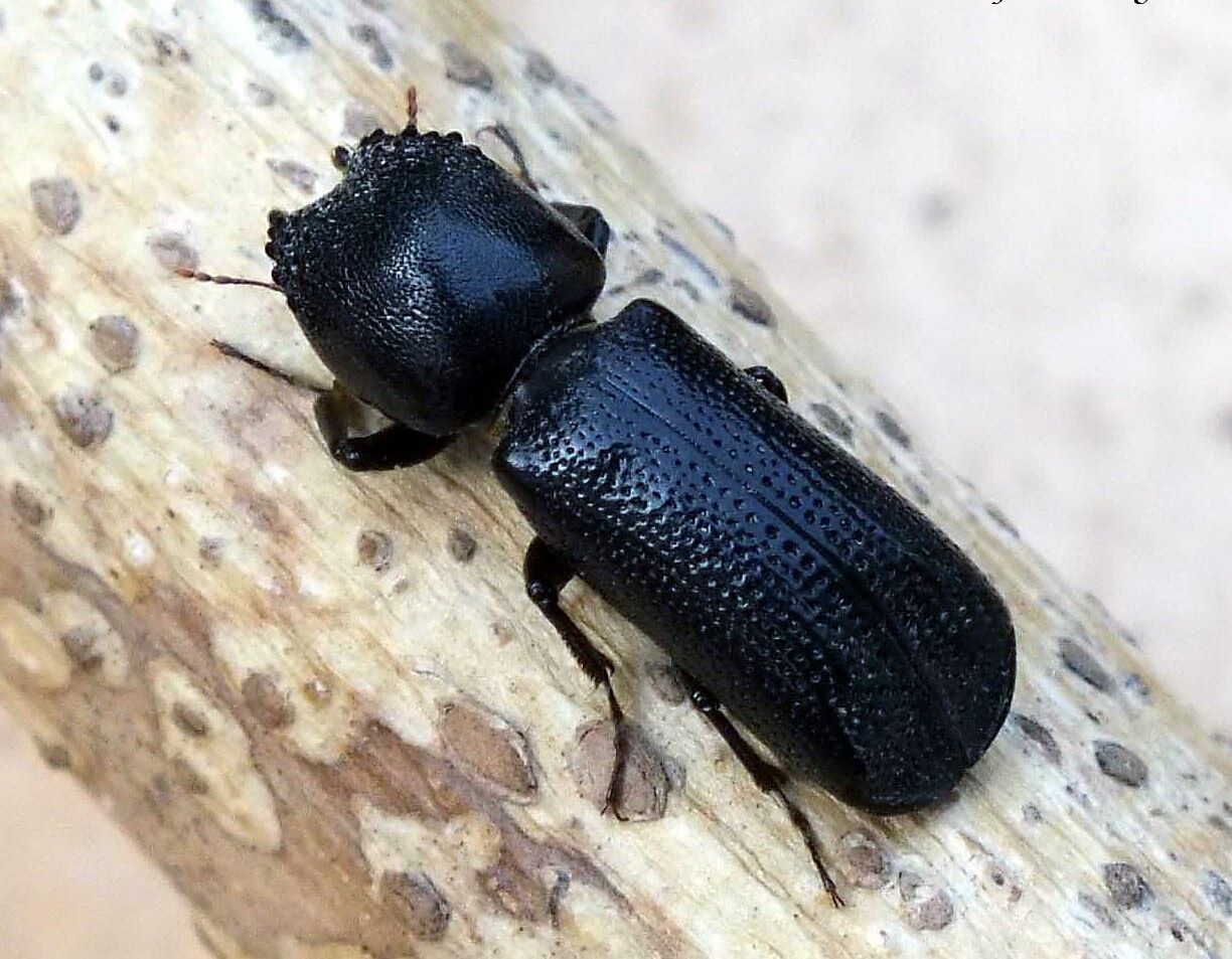 beetle